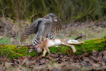Eurasian Goshawk Astur gentilis, (Accipiter gentilis) caught its prey in a autumn forest. Portrait of a bird of pray in the nature habitat.
