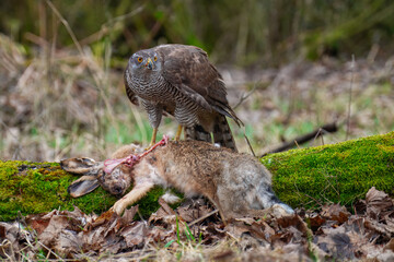 Eurasian Goshawk Astur gentilis, (Accipiter gentilis) caught its prey in a autumn forest. Portrait of a bird of pray in the nature habitat.
