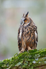 Long-eared Owl, Asio otus, Medium-sized, rather slender owl with long 