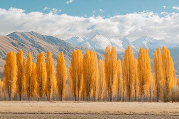 Fototapeta premium Warm sunlight illuminating autumn poplar leaves