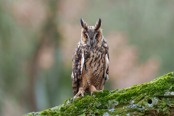 Long-eared Owl, Asio otus, Medium-sized, rather slender owl with long 