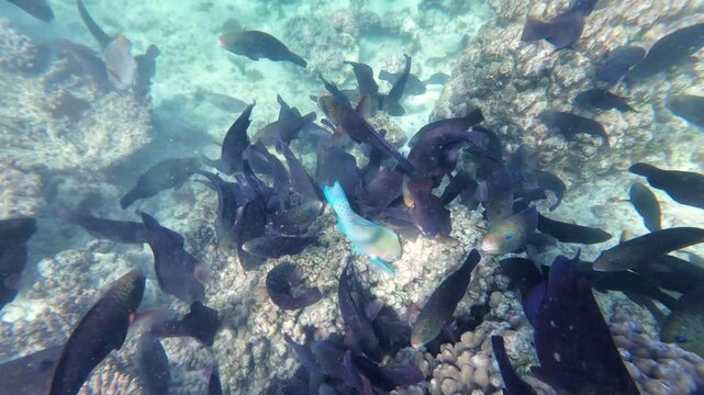 Beautiful reef and parrotfish while swimming at Dimaniyat Island, Muscat, Oman
