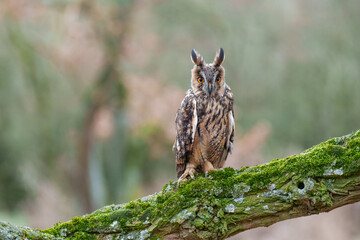 Long-eared Owl, Asio otus, Medium-sized, rather slender owl with long 