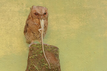 A Javan scops owl preying on a common sun skink. This nocturnal bird has the scientific name Otus...