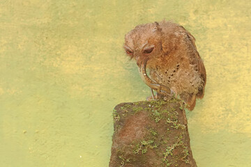 A Javan scops owl preying on a common sun skink. This nocturnal bird has the scientific name Otus...