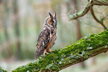 Long-eared Owl, Asio otus, Medium-sized, rather slender owl with long 