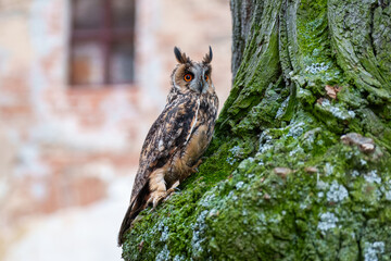 Long-eared Owl, Asio otus, Medium-sized, rather slender owl with long 