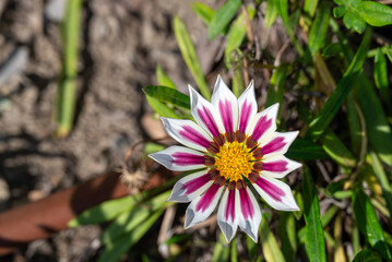 Close-up of a flower.