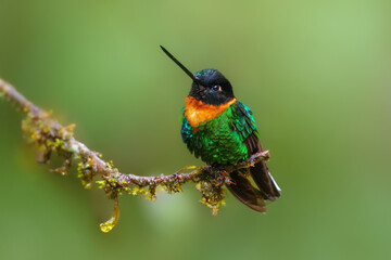 Gould's Inca, Coeligena inca, Striking hummingbird that inhabits Andean cloud forest from Peru to Bolivia. Both sexes have an orange collar that extends almost all the way around the back of neck.