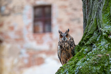 Long-eared Owl, Asio otus, Medium-sized, rather slender owl with long 