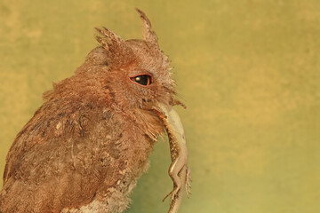 A Javan scops owl preying on a common sun skink. This nocturnal bird has the scientific name Otus...