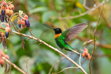 Fototapeta premium Gould's Inca, Coeligena inca, Striking hummingbird that inhabits Andean cloud forest from Peru to Bolivia. Both sexes have an orange collar that extends almost all the way around the back of neck.