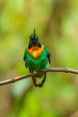 Gould's Inca, Coeligena inca, Striking hummingbird that inhabits Andean cloud forest from Peru to Bolivia. Both sexes have an orange collar that extends almost all the way around the back of neck.