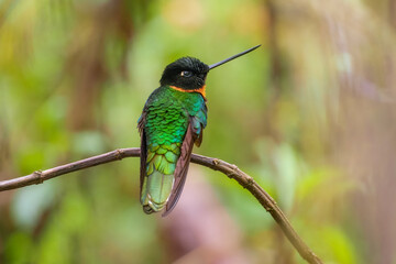 Gould's Inca, Coeligena inca, Striking hummingbird that inhabits Andean cloud forest from Peru to Bolivia. Both sexes have an orange collar that extends almost all the way around the back of neck.