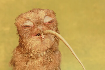A Javan scops owl preying on a common sun skink. This nocturnal bird has the scientific name Otus...