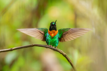 Fototapeta premium Gould's Inca, Coeligena inca, Striking hummingbird that inhabits Andean cloud forest from Peru to Bolivia. Both sexes have an orange collar that extends almost all the way around the back of neck.