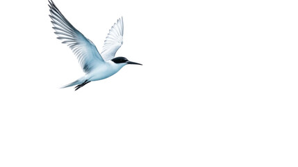 Fototapeta premium Tern flying, isolated on transparent background