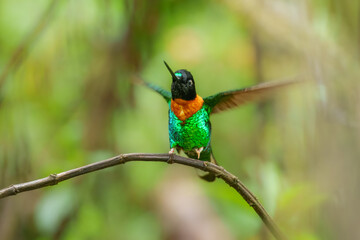 Gould's Inca, Coeligena inca, Striking hummingbird that inhabits Andean cloud forest from Peru to Bolivia. Both sexes have an orange collar that extends almost all the way around the back of neck.