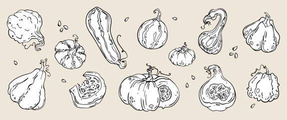 A beautifully handdrawn and carefully crafted assortment of decorative gourds and squash