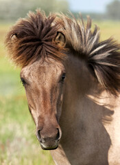 Obraz premium portrait of young wild Konik horse at Sude lowlands nature reserve, Mecklenburg-Western Pomerania