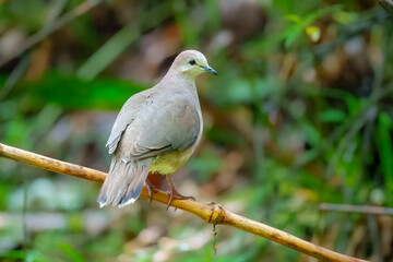 The grey-fronted dove (Leptotila rufaxilla) is a large New World tropical dove. It is found on Trinidad and in every mainland South American country 