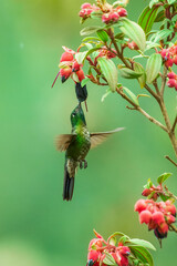 Tyrian metaltail, Metallura tyrianthina districta, rare hummingbird from Bolivia, flying in the green vegetation with red flowers. Wildlife scene from America. © Miroslav Srb