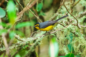 Spectacled whitestart (Myioborus melanocephalus) in Bolivia. Also known as spectacled redstart.