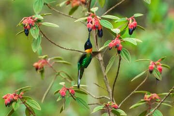 Gould's Inca, Coeligena inca, Striking hummingbird that inhabits Andean cloud forest from Peru to Bolivia. Both sexes have an orange collar that extends almost all the way around the back of neck.