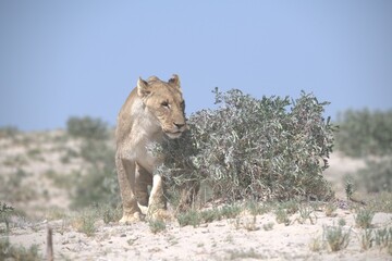 lions in bwa