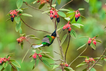 Gould's Inca, Coeligena inca, Striking hummingbird that inhabits Andean cloud forest from Peru to Bolivia. Both sexes have an orange collar that extends almost all the way around the back of neck.