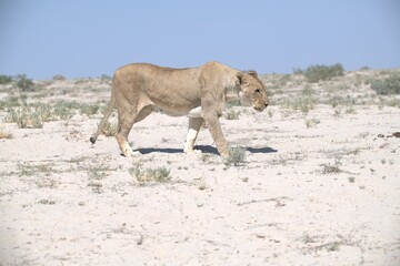lions in bwa