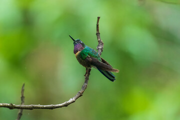 Amethyst-throated Sunangel Heliangelus amethysticollis, Medium-sized cloud forest hummingbird found in the Andes. The bold, white neck crescent is often its most obvious feature.