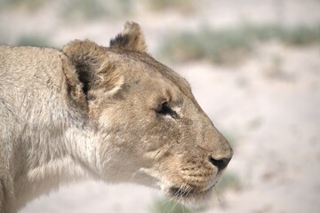 lions in bwa