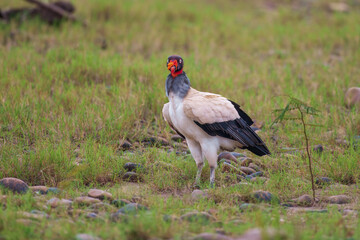 King vulture (Sarcoramphus papa) is a large bird found in Central and South America. It is a member of the New World vulture family Cathartidae. 