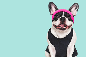Cute puppy, pilates tank top and headband. Preparing for pilates class. Close-up, indoors. Studio photo. Concept of care, education, obedience training and raising pets