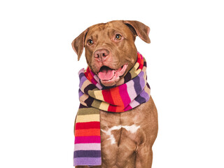 Cute dog and knitted winter scarf. Closeup, indoor. Studio shot. Pet beauty and fashion concept....