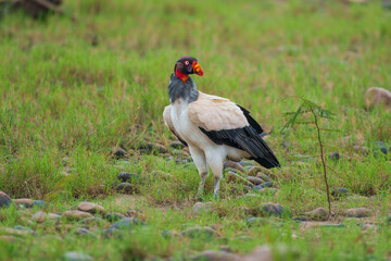 King vulture (Sarcoramphus papa) is a large bird found in Central and South America. It is a member of the New World vulture family Cathartidae. 