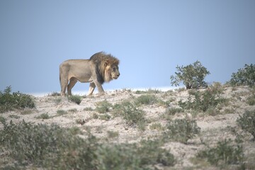 lions in bwa