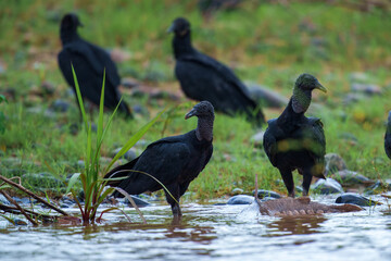 Black Vulture (Coragyps atratus), Samara, peninsula Nicoya, province Guanacaste, Costa Rica, Central America