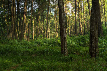 Tranquil Pine Woodland in Golden Sunlight