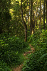 Obraz premium Sunlit Trail Winding Through a Quiet Pine Forest