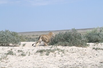 lions in bwa