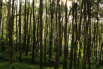 Fototapeta premium Sunlight Filtering Through Dense Forest Trees