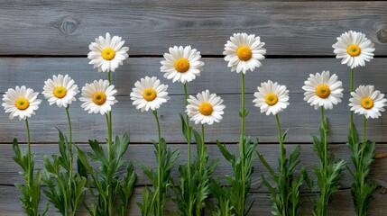 Fototapeta premium Ten White Daisies Arranged Against Gray Wooden Background Floral Spring Summer Nature Photography