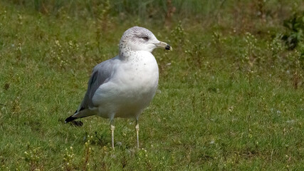 Seagulls resting in a lush green field, surrounded by wild plants and grasses.