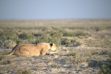 lions in bwa