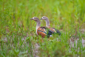 The Orinoco goose - Neochen jubata in the fall autumn warm colours