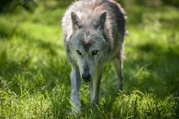 Fototapeta premium Photography of european wolf in a park