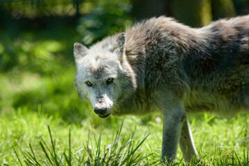 Photography of european wolf in a park