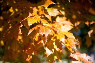 fall in Virginia